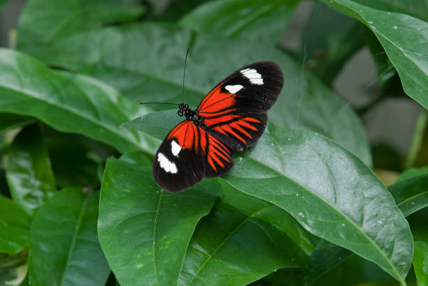 istock The red and black Heliconius melpomene. 686501436