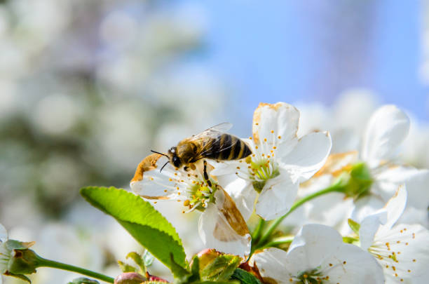istock Honeybee collecting nectar from flowers of the cherry tree 686503772