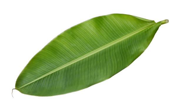 istock Fresh whole banana leaf isolated on white background 686504668