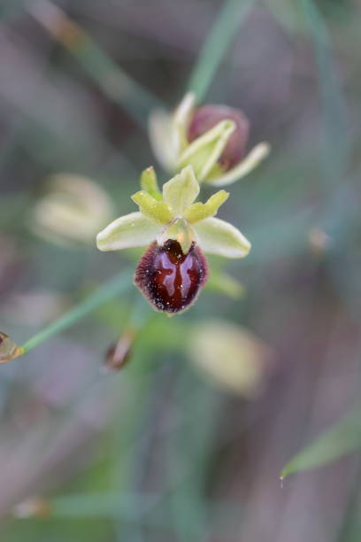 istock Early Spider orchid flower 686507908