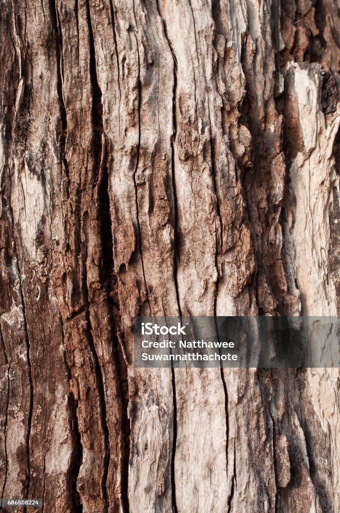 Brown Tree Color Tree Bark Brown Texture Background Stock Photo - Download Image Now ...