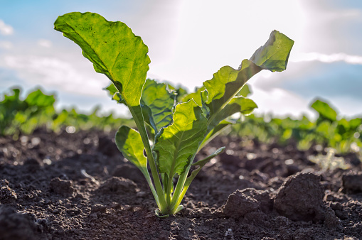 Young sugar beet plant in field, selective focus.
