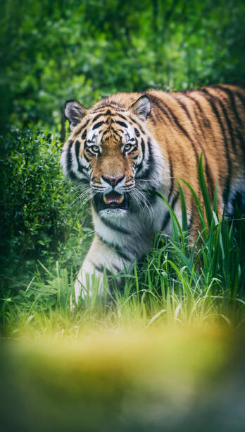 istock Siberian tiger headshot sideview 686509310