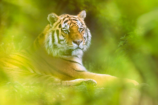 Siberian tiger ( Panthera tigris altaica ) resting lying on floor