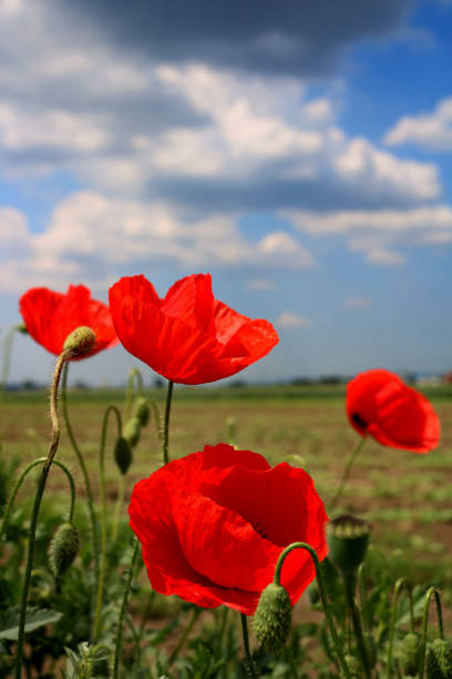 istock Beautiful red poppies at field 686514968