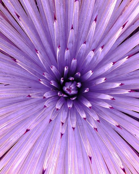 istock Bright purple plant background 686515234