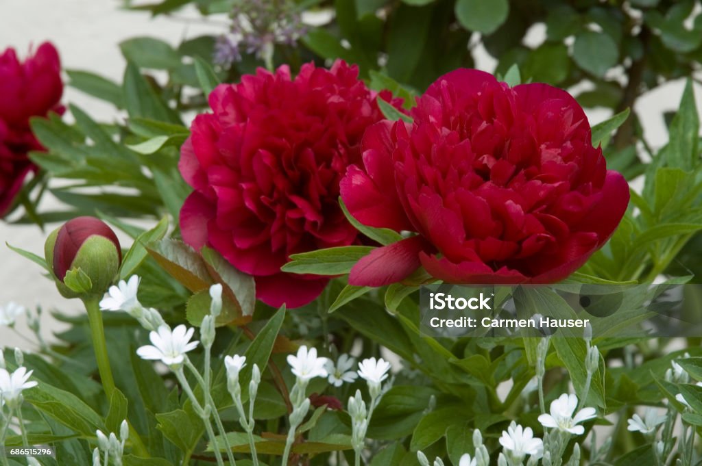 peonies in flowerbed blossoms and bud of a peony with Snow-in-Summer Blossom Stock Photo