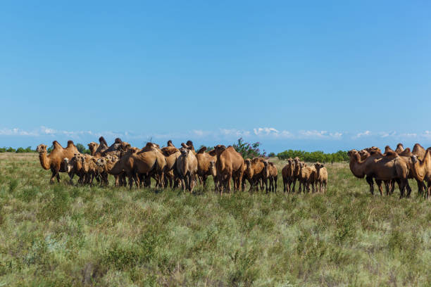 istock Camel farm is in Kazakhstan 686515448