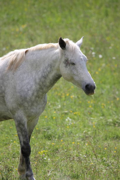 istock white Horse in meadow 686516114
