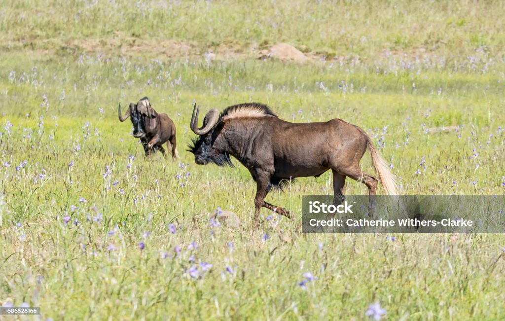 Zwarte gnoe - Royalty-free Black Wildebeest Stockfoto