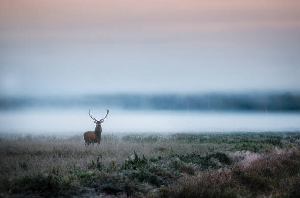 Red deer with antlers on foggy field the in Belarus. Beautiful red deer stag on the field near the foggy misty forest landscape in autumn in Belarus. doe deer silhouette stock pictures, royalty-free photos & images