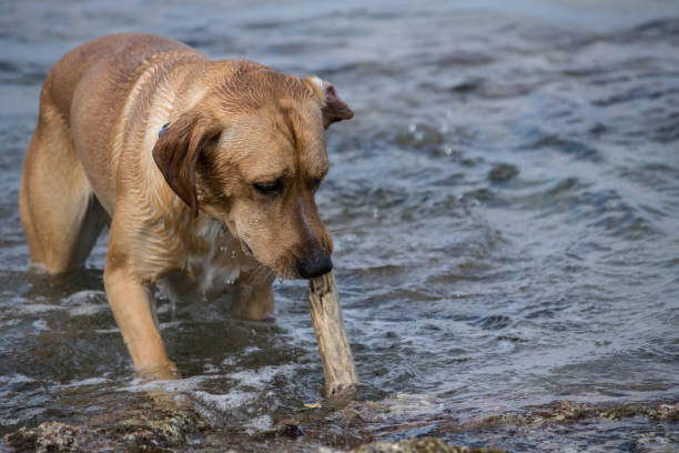istock Dog plays with a stick in the water 686529998