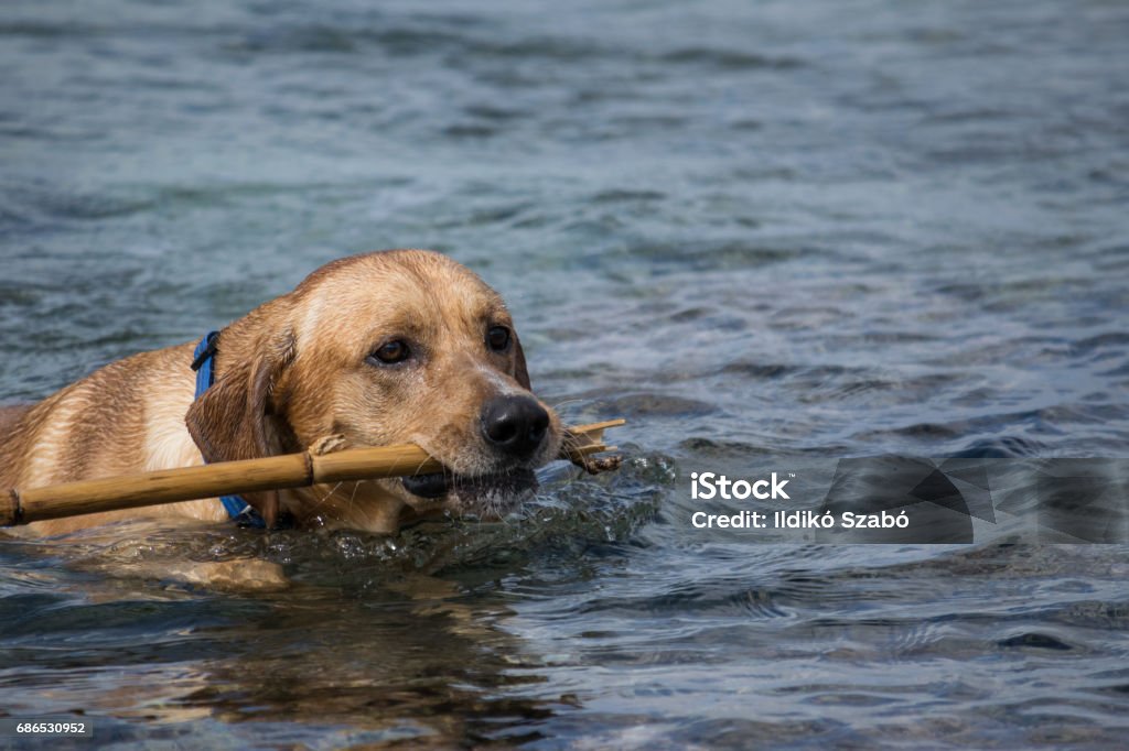 Labrador brings back the stick from the sea Labrador retrieving a stick on a rocky beach in Malta. Alertness Stock Photo