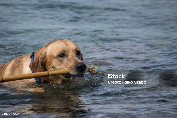 Labrador Brings Back The Stick From The Sea Stock Photo - Download Image Now - Alertness, Animal, Animal Mouth