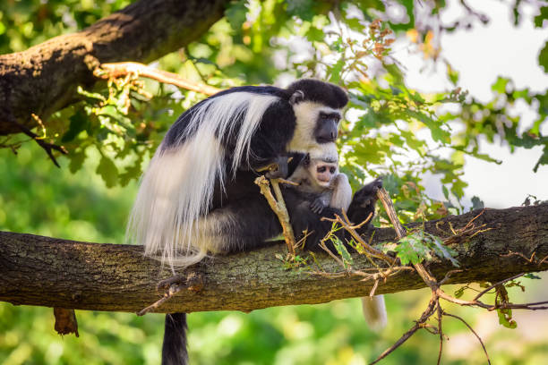 mantled guereza and its baby - colobo preto e branco oriental imagens e fotografias de stock