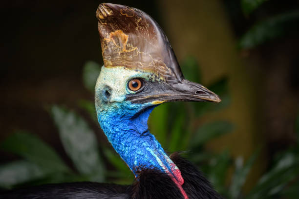 istock Portrait of Southern cassowary 686538454