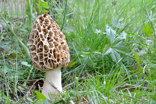 Morchella mushroom in the forest as background