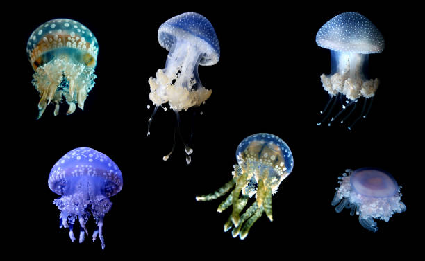 istock Jellyfish species over black background 686540622