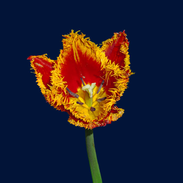 Flower tulip terry in spring - fotografia de stock