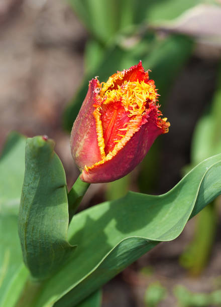 Terry de tulipe de fleur au printemps - Photo
