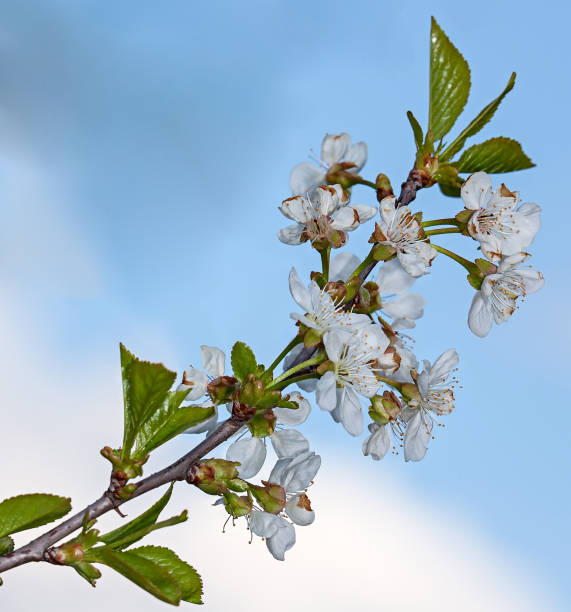 White flower Cherry - fotografia de stock