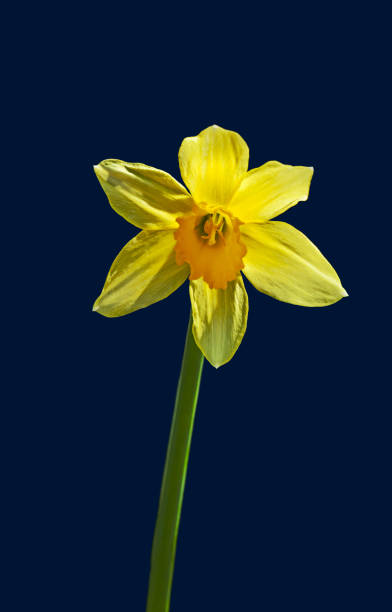 Yellow Narcissus flower - fotografia de stock