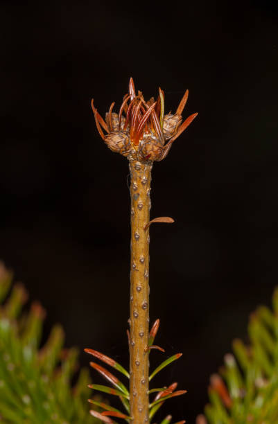 Haut rouge du firr - Photo