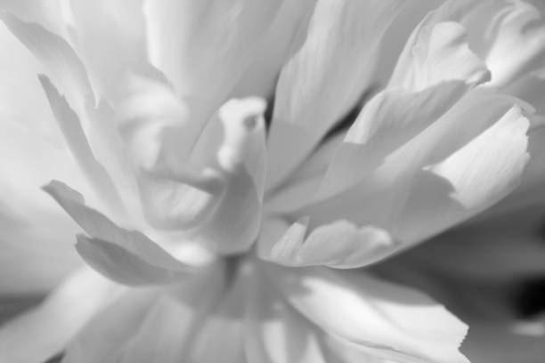 istock close up composition of petals of white peony 686546708