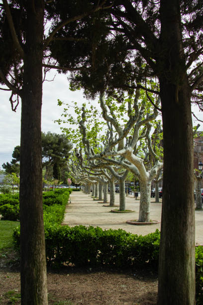 Canopy of old live trees in Barcelona park.