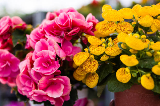 kwiat calceolaria i różowa begonia. - slipper flower zdjęcia i obrazy z banku zdjęć