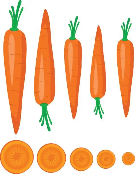 Vector illustration of Carrot