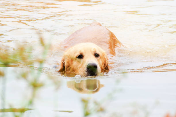 istock golden retriever dog swimming 686549678