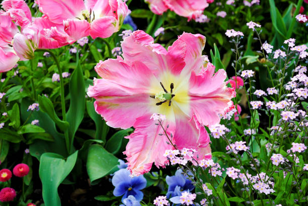rosa terry tulpe im garten auf grünem hintergrund - softness textile pink terry cloth stock-fotos und bilder