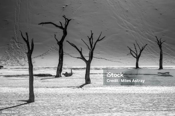 Sossusvlei Salt Pan Desert Landscape With Dead Trees And Dunes Namibia Stock Photo - Download Image Now