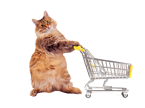 The big shaggy cat with shopping cart isolated on white..number 9.