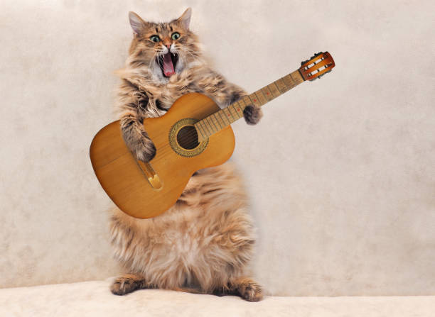 il grande gatto arruffato è molto divertente in piedi - animals and pets arts and entertainment music foto e immagini stock