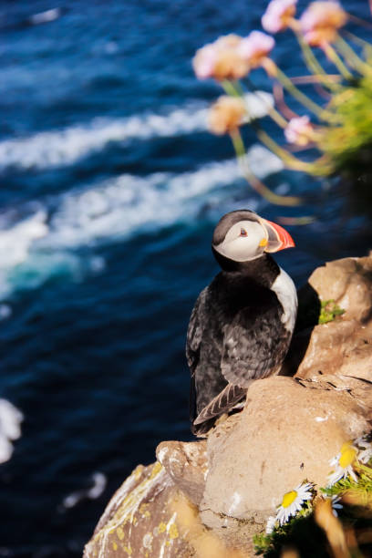 istock puffin stands on the perch on the rocky cliff 686556594