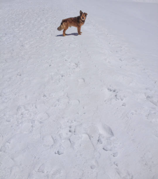 a dog in the snow is looking back