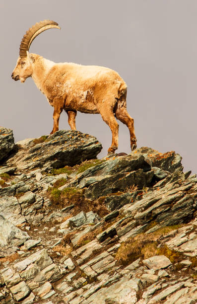 istock an ibex (capra caucasica) climbing up the cliff near Gornergrat 686556762