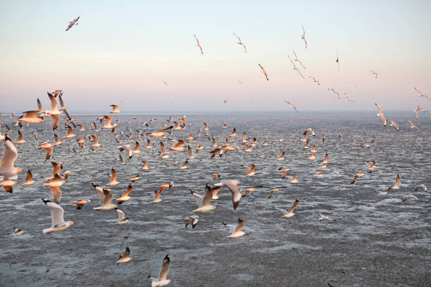 Seagulls flying seaside, animal nature fly mangrove forest the beach evening.