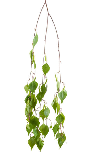 istock Branch of birch with young leaves and catkins 686561676