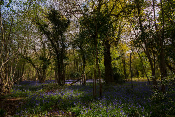 istock Bluebell wood in spring Hampshire UK England 686561698
