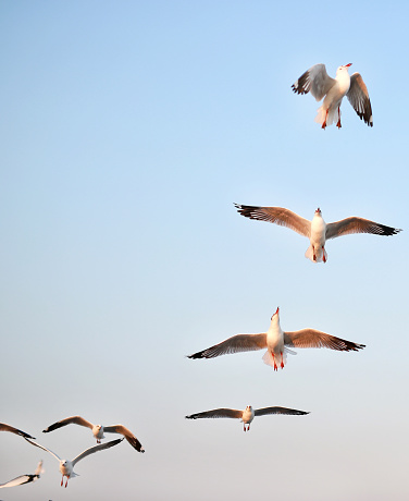 Seagulls flying seaside, animal nature fly mangrove forest the beach evening.