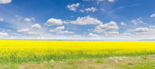 istock Panorama of the blooming rapeseed field 686561944
