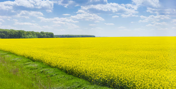 istock Panorama of the blooming rapeseed field 686562230