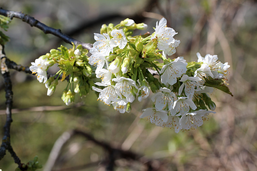 Spring flowering / Spring flowering of fruit trees