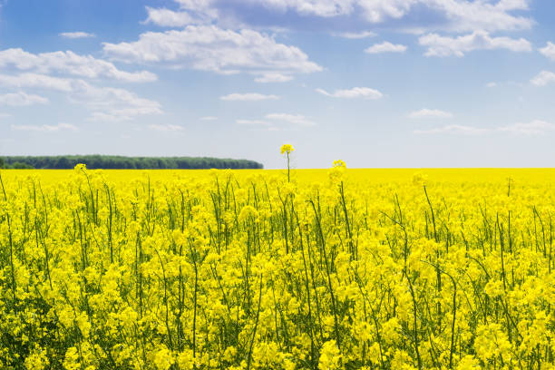 istock Blooming rapeseed on the field against the sky 686562404