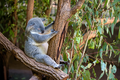 Koala (Phascolarctos cinereus)