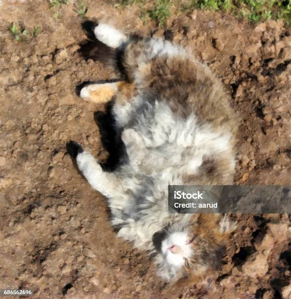 Severe Siberian Rural Cat Lies On A Freshly Scraped Bed Stock Photo - Download Image Now