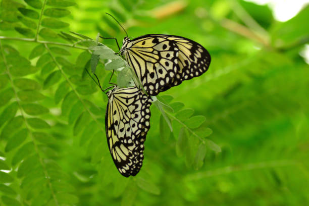 istock Two paper kite butterfys mating between the green leafs. 686562804